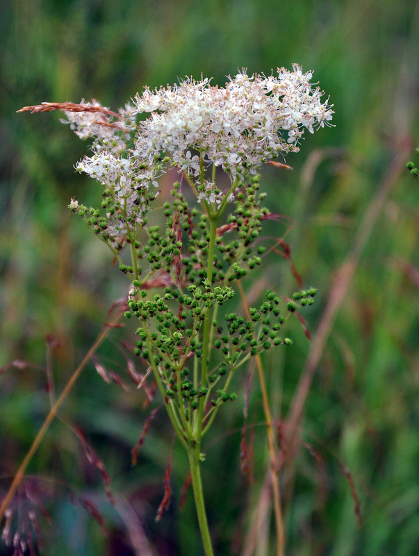 Image of Filipendula ulmaria specimen.