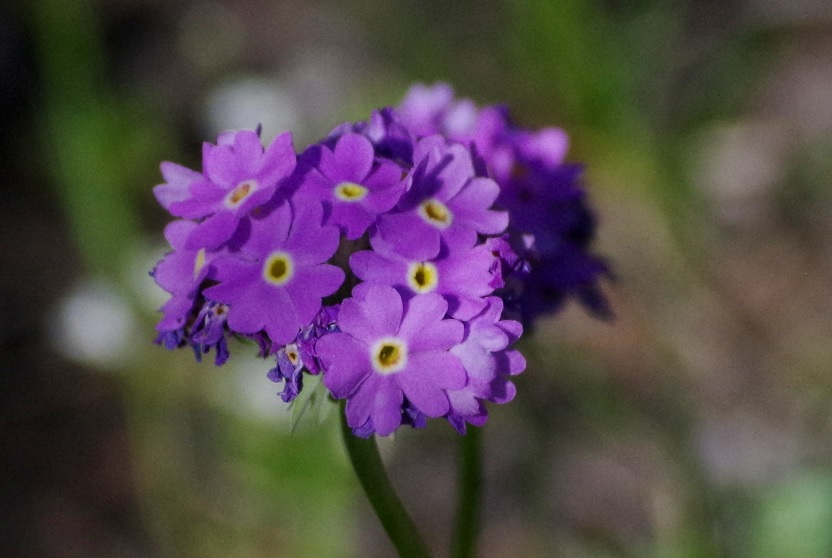 Image of Primula algida specimen.