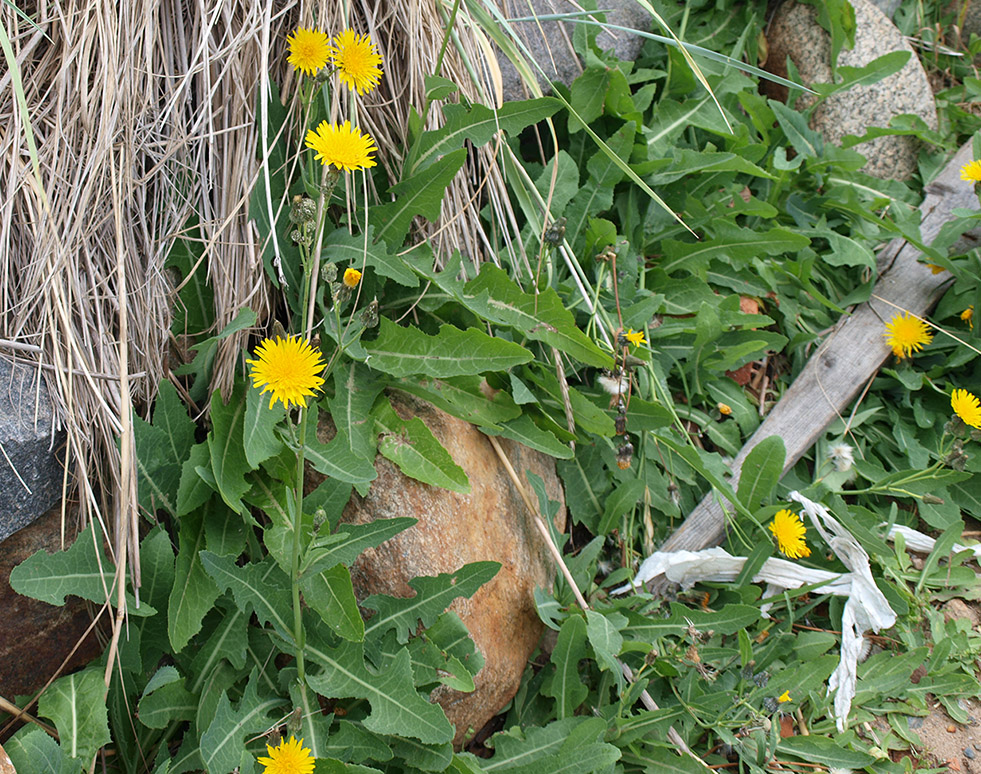 Image of Sonchus arvensis specimen.