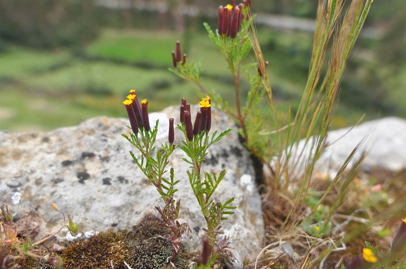 Image of Tagetes multiflora specimen.