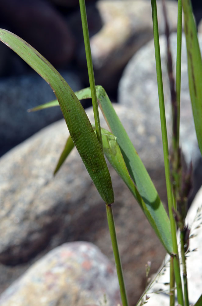 Image of genus Elymus specimen.