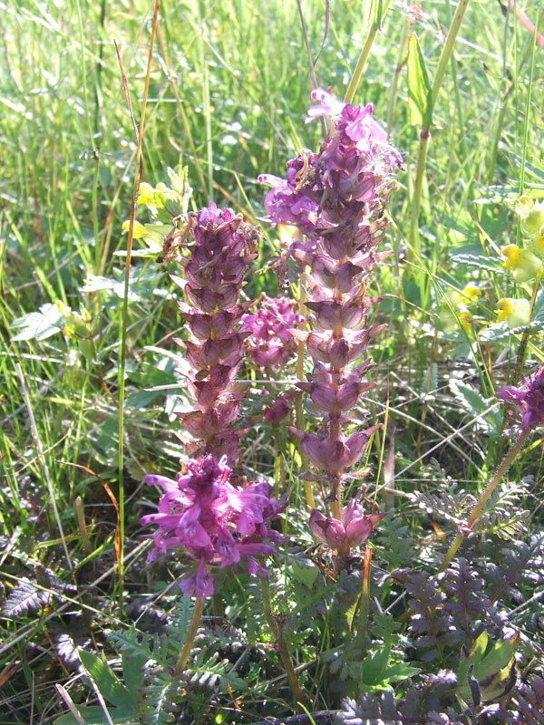 Image of Pedicularis verticillata specimen.