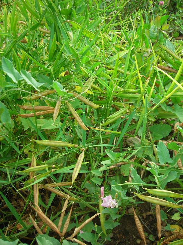 Изображение особи Lathyrus sylvestris.