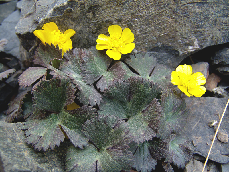 Image of Ranunculus arachnoideus specimen.