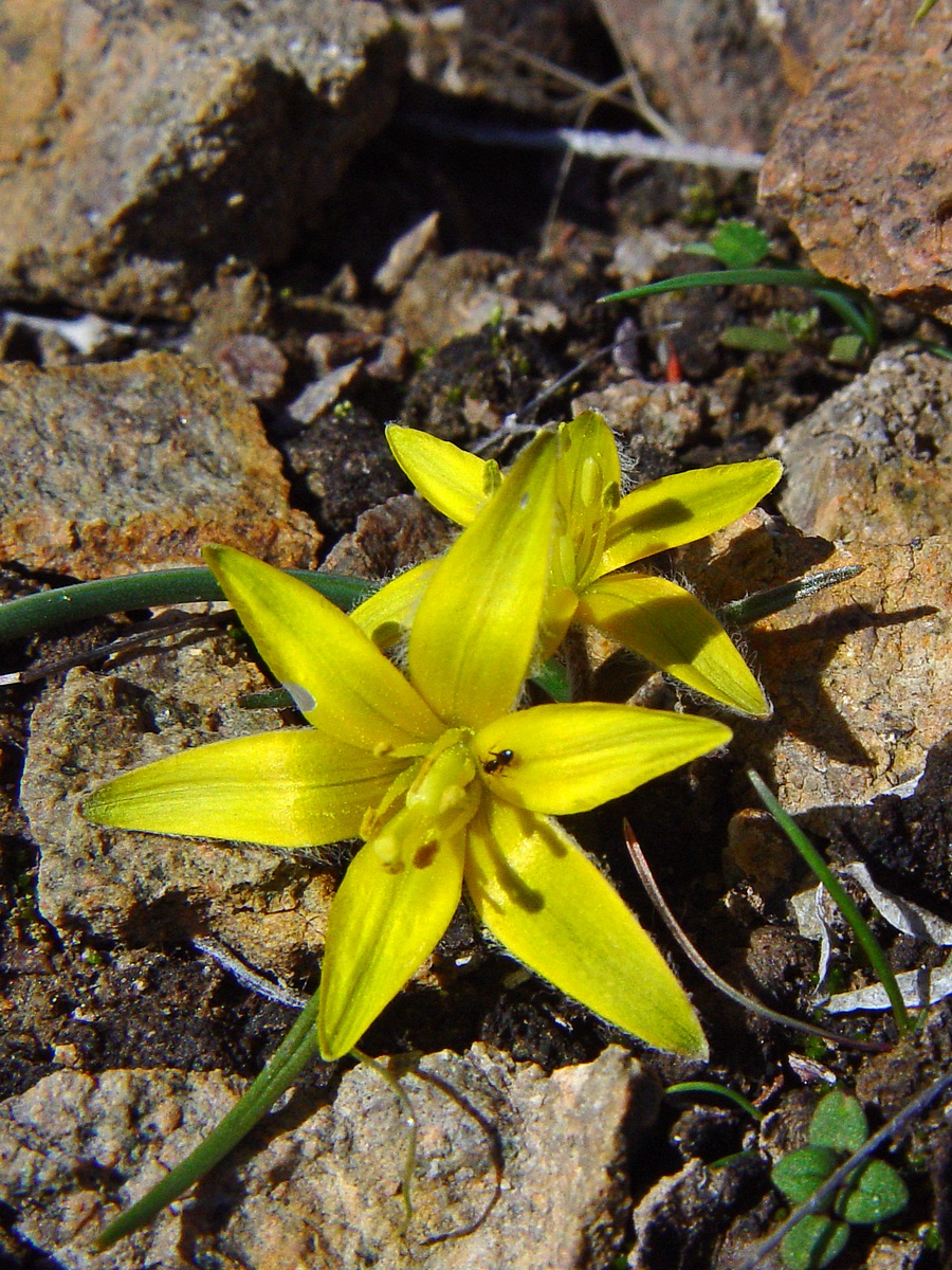 Image of Gagea setifolia specimen.