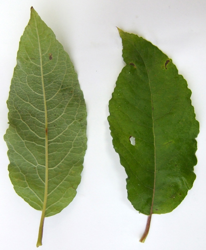 Image of Salix caprea specimen.