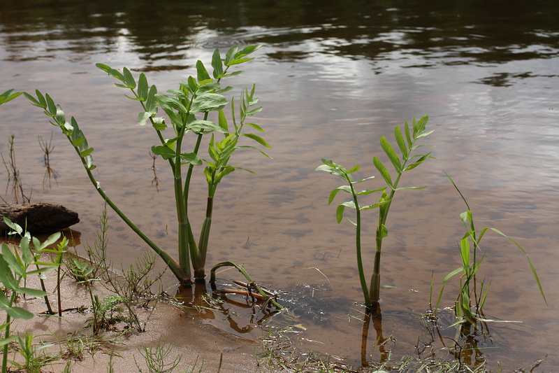 Image of Sium latifolium specimen.