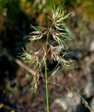 Deschampsia alpina