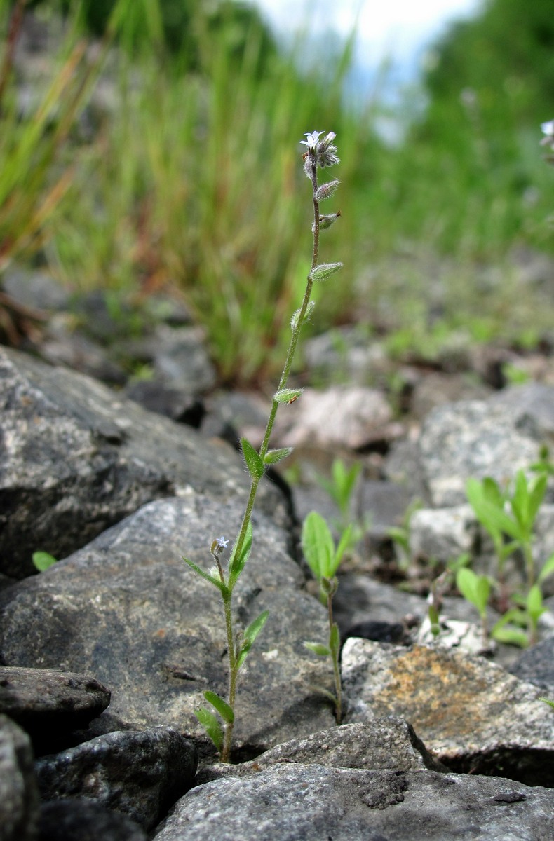 Image of Myosotis micrantha specimen.