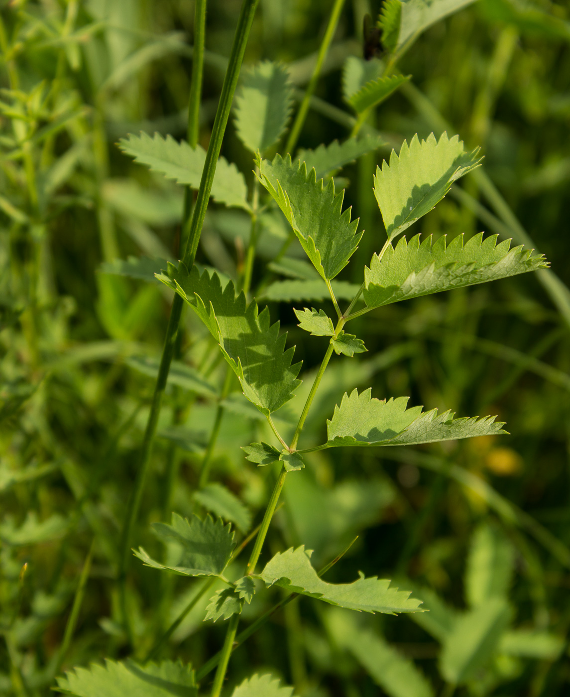 Image of Sanguisorba officinalis specimen.