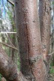 Salix myrsinifolia. Часть отмершего стволика, поражённого Cytospora (chrysosperma?). Окр. Архангельска, окраина свалки древесных отходов. 15.05.2015.