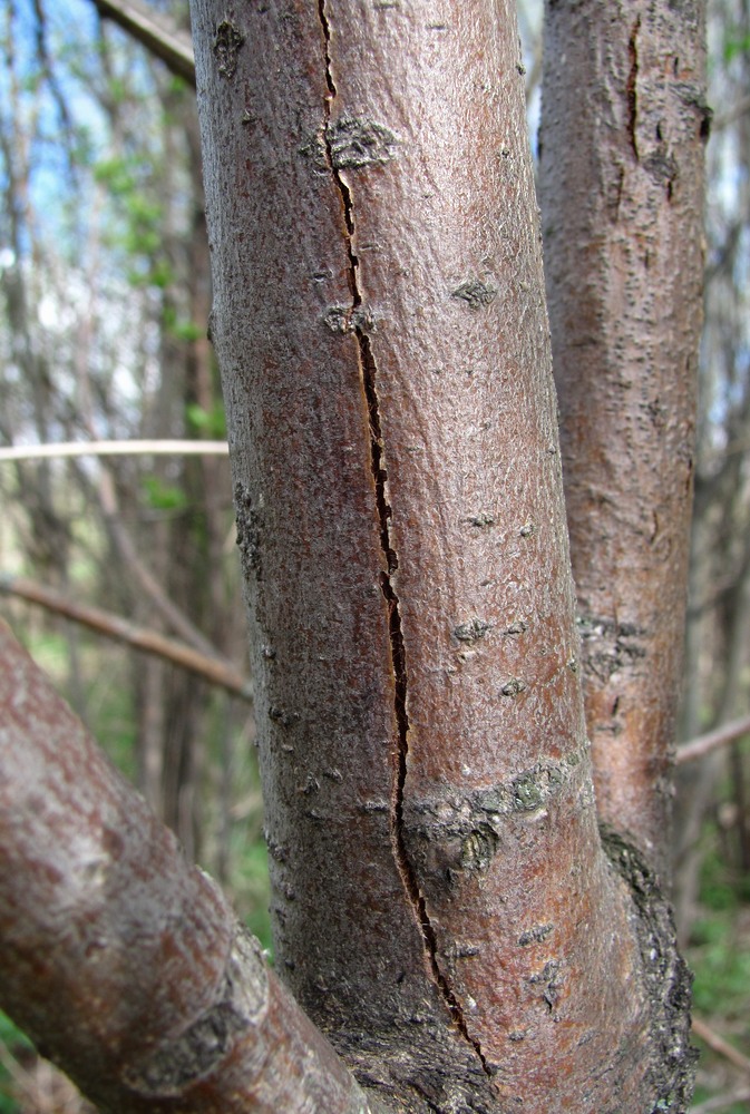 Image of Salix myrsinifolia specimen.