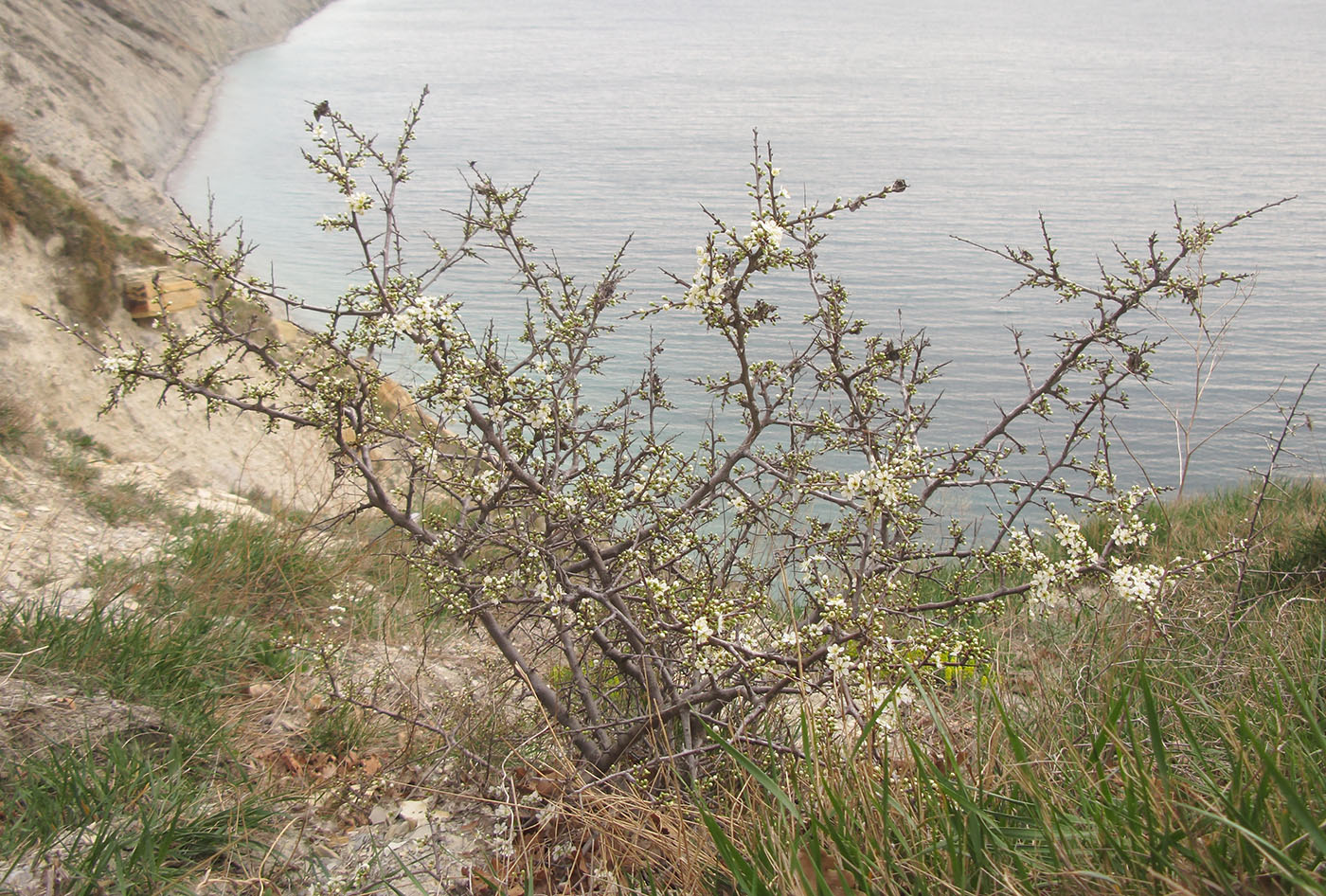 Image of Prunus spinosa specimen.