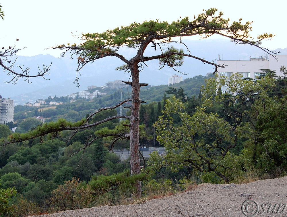 Image of Pinus pallasiana specimen.