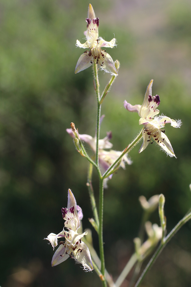 Image of Delphinium barbatum specimen.