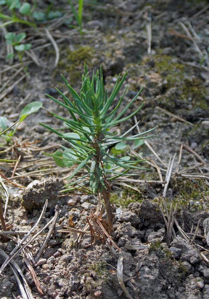 Изображение особи Pinus longaeva.