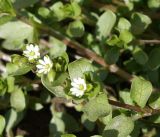 Stellaria media