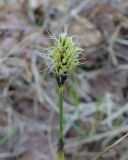 Eriophorum vaginatum. Соцветие. Коми, г. Печора, пойменное болото. 27.05.2013.