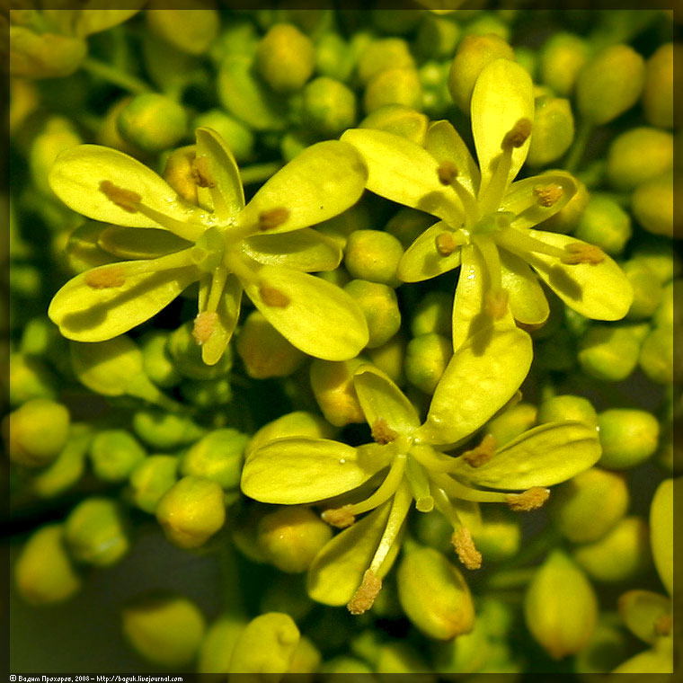 Image of Isatis tinctoria specimen.