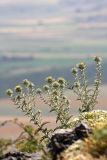 Olgaea pectinata. Зацветающее растение. Южный Казахстан, горы Алатау (Даубаба), Восточное ущелье, правый гребень. 30.06.2014.