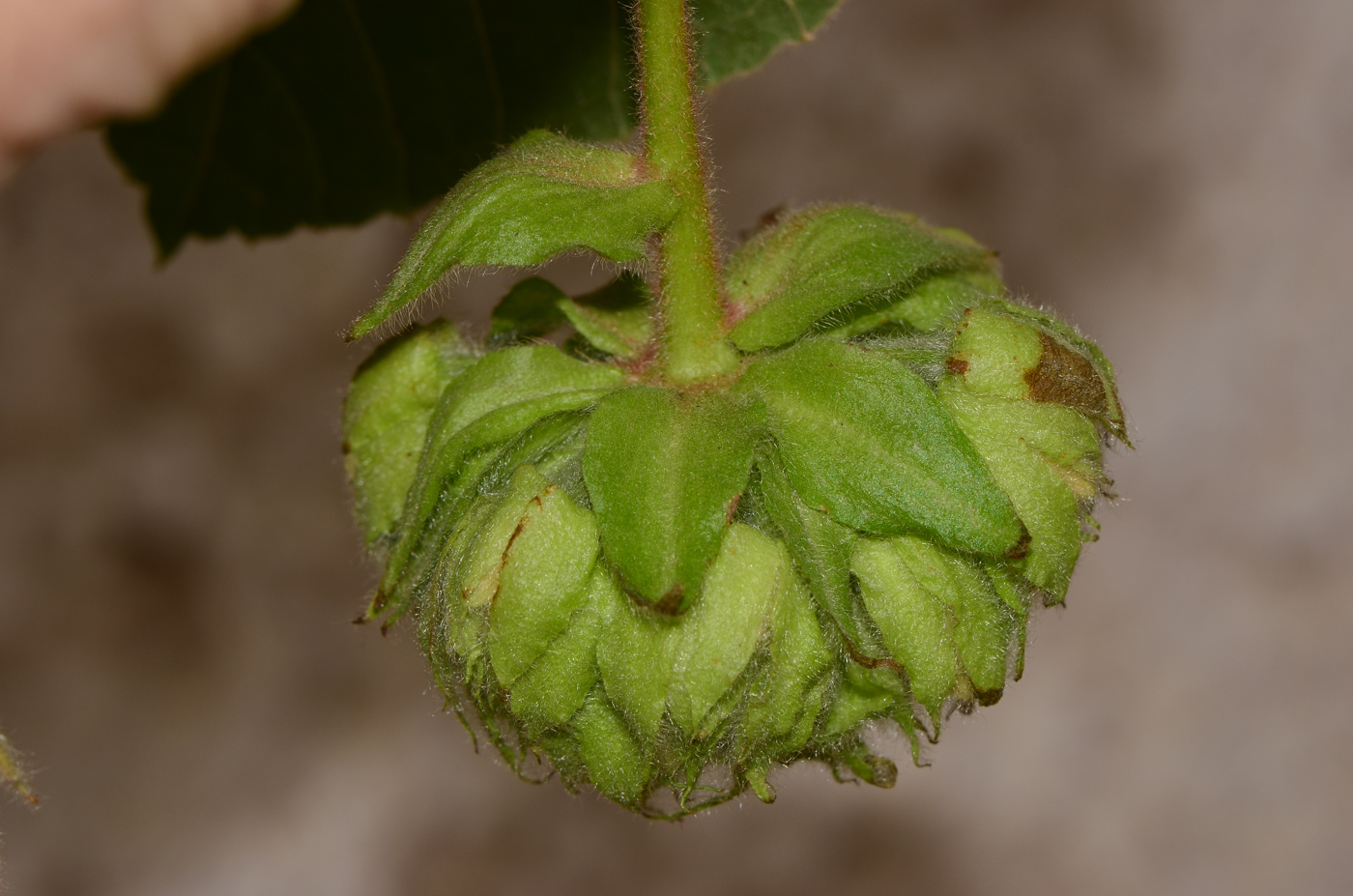 Image of Dombeya &times; cayeuxii specimen.