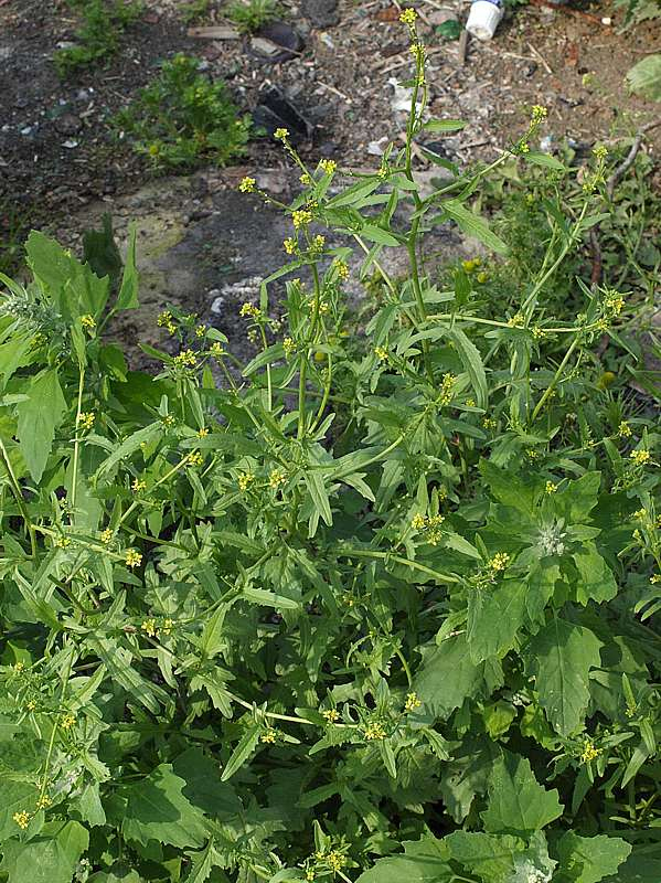 Image of Sisymbrium officinale specimen.