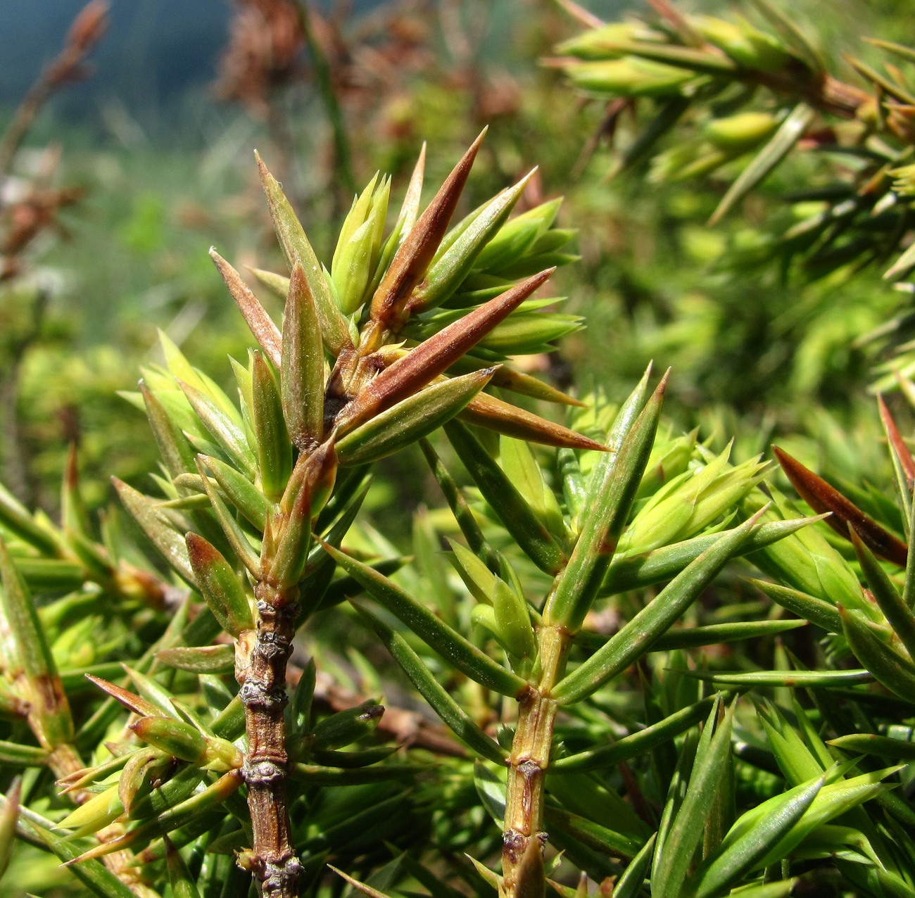 Image of Juniperus hemisphaerica specimen.