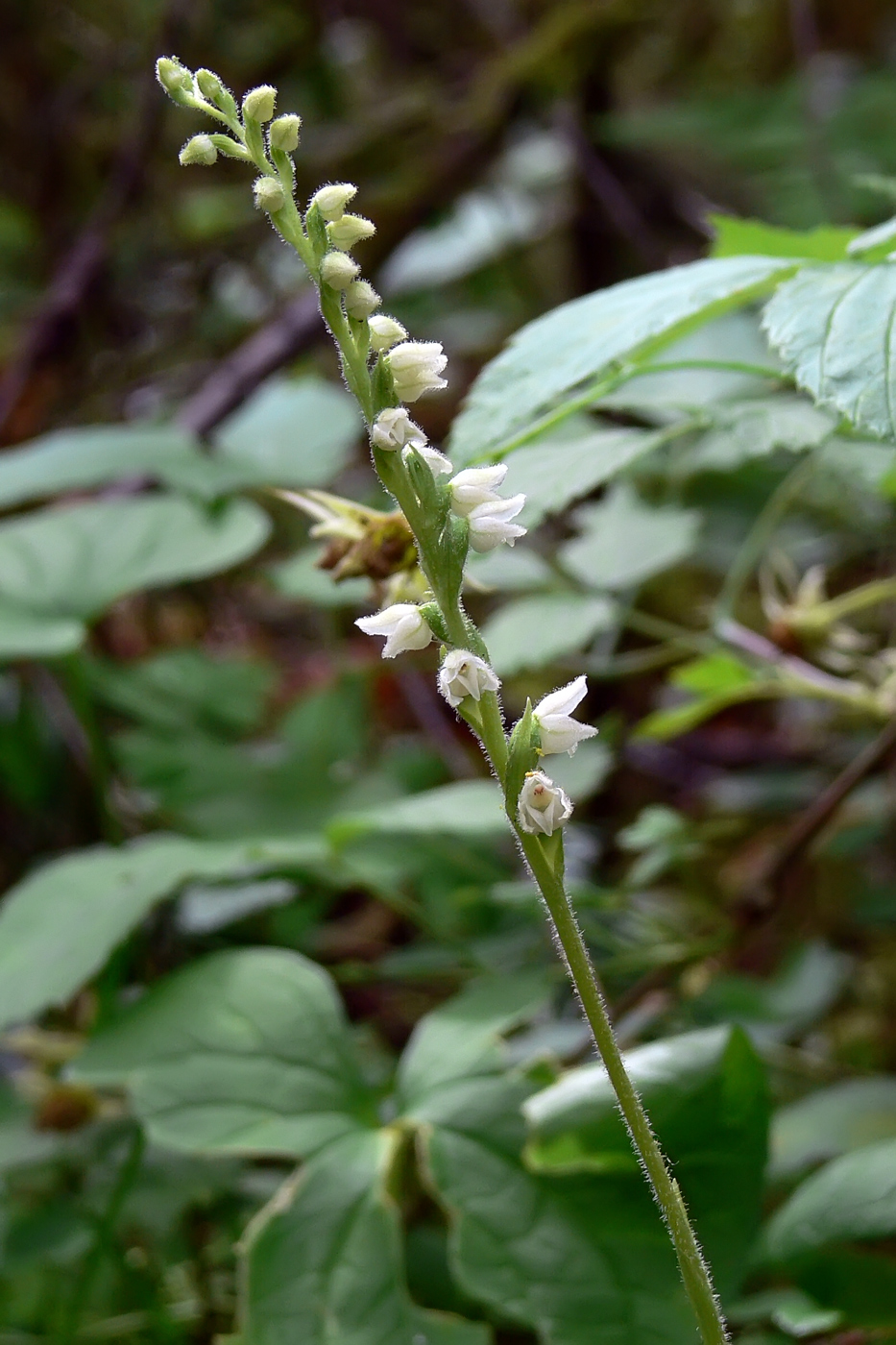 Image of Goodyera repens specimen.