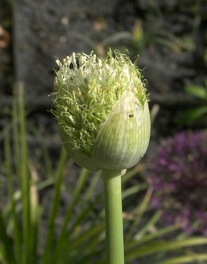 Image of Allium gultschense specimen.
