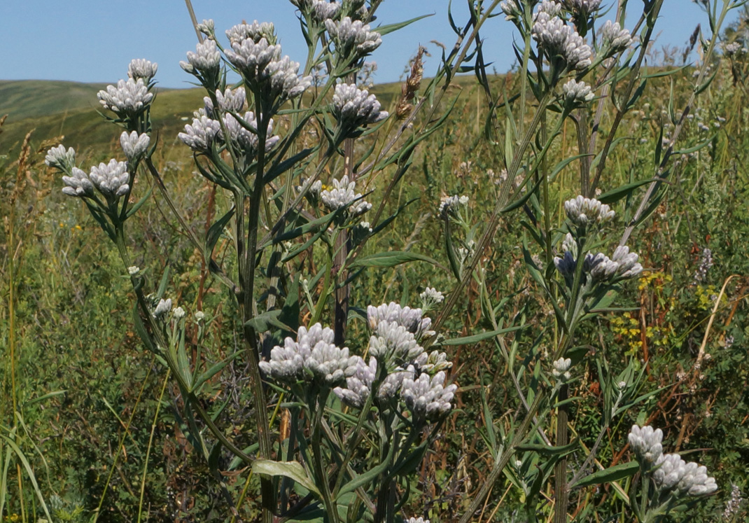 Image of Saussurea elata specimen.