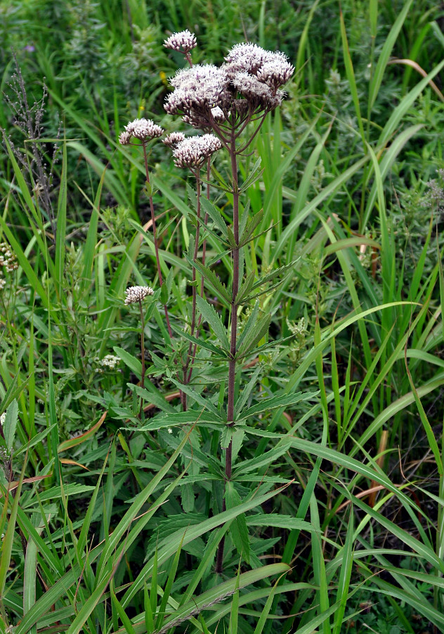 Image of Eupatorium lindleyanum specimen.