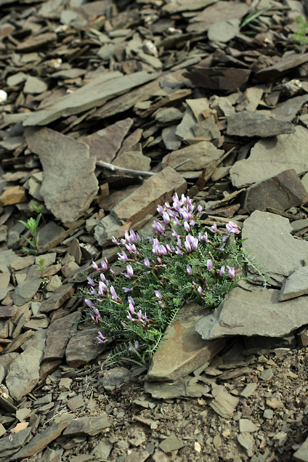 Image of Astragalus pachyrrhizus specimen.