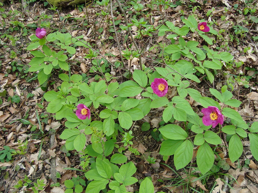 Image of Paeonia caucasica specimen.