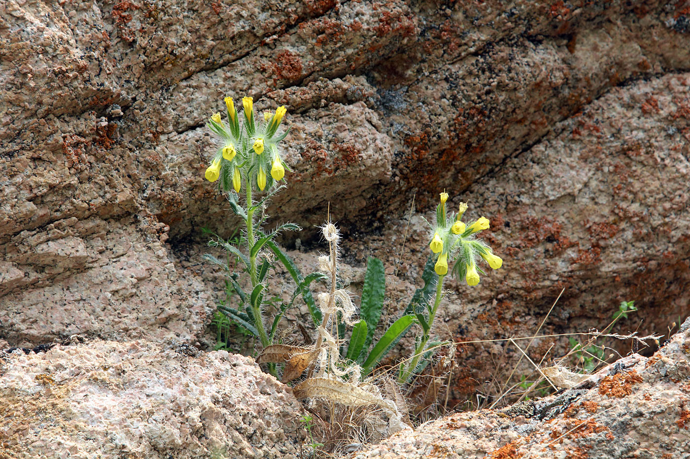 Image of Onosma irritans specimen.