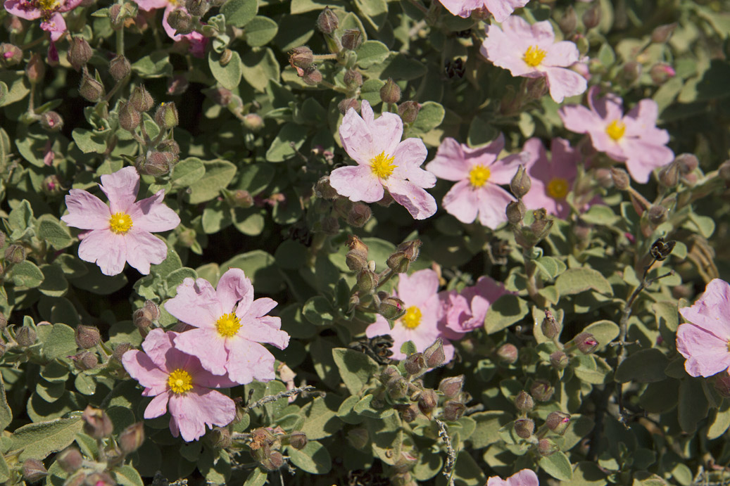 Image of Cistus parviflorus specimen.