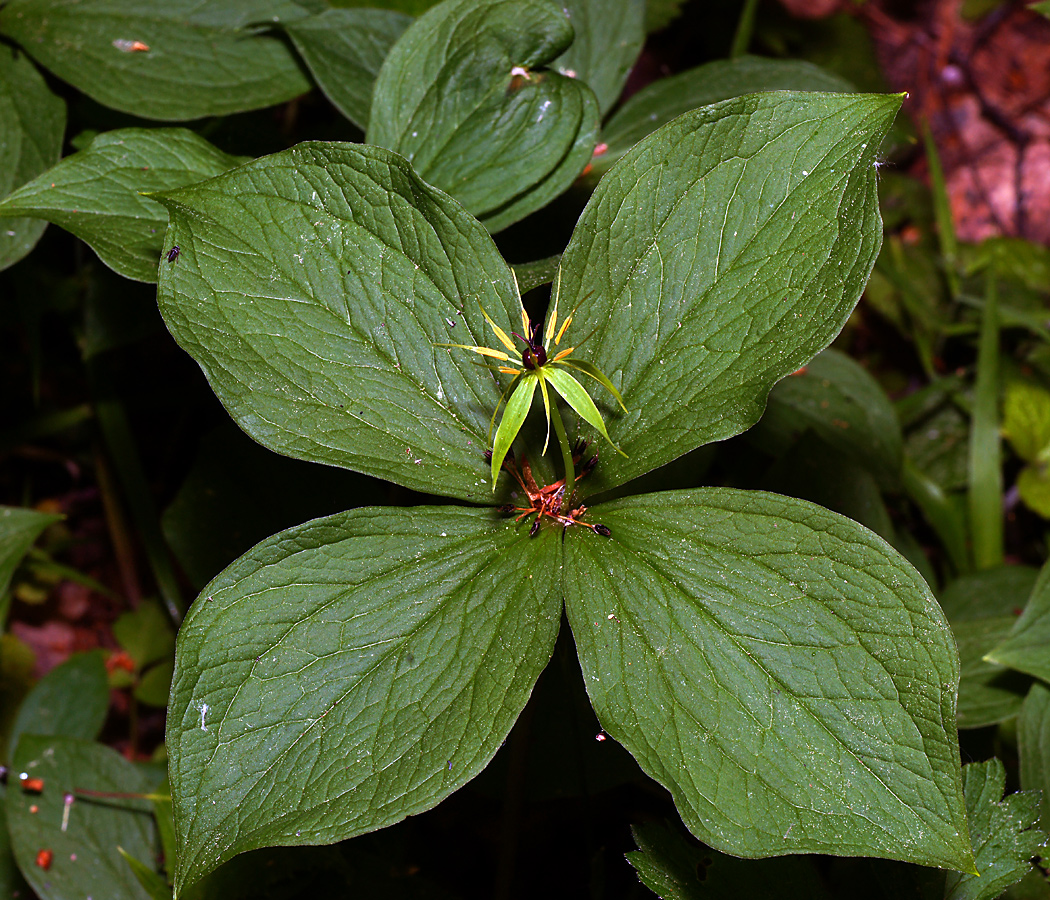 Image of Paris quadrifolia specimen.