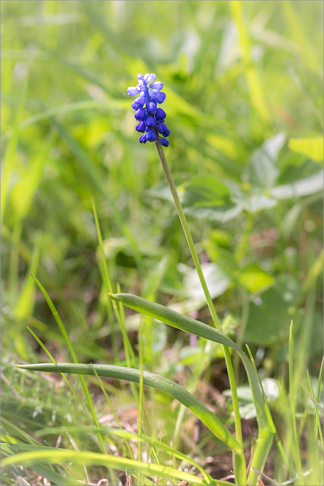 Image of genus Muscari specimen.