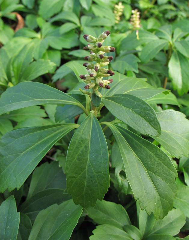 Image of Pachysandra terminalis specimen.