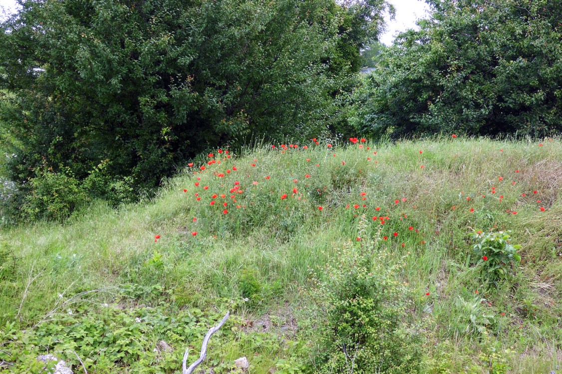 Image of Papaver rhoeas specimen.