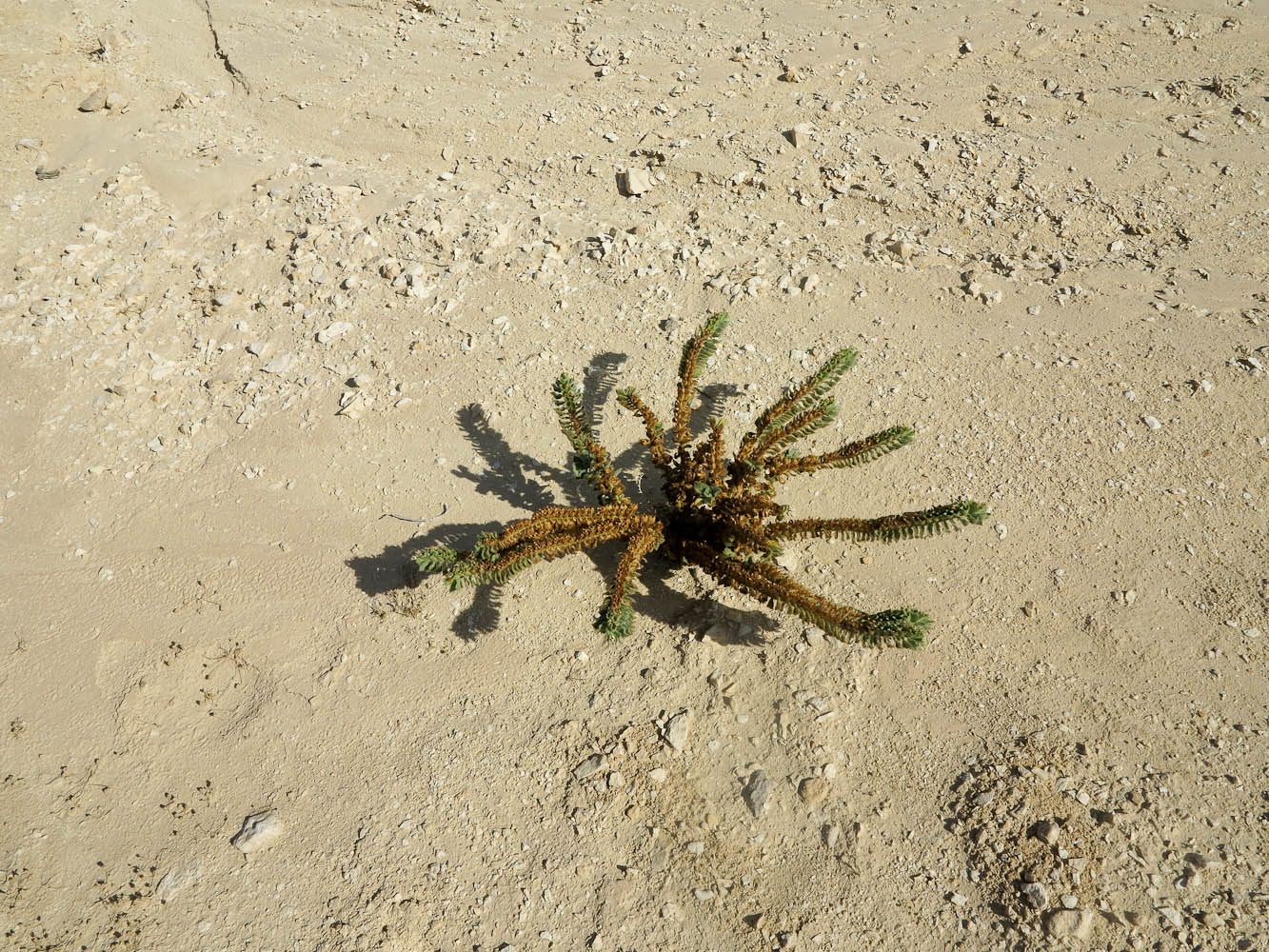 Image of Hyoscyamus desertorum  specimen.