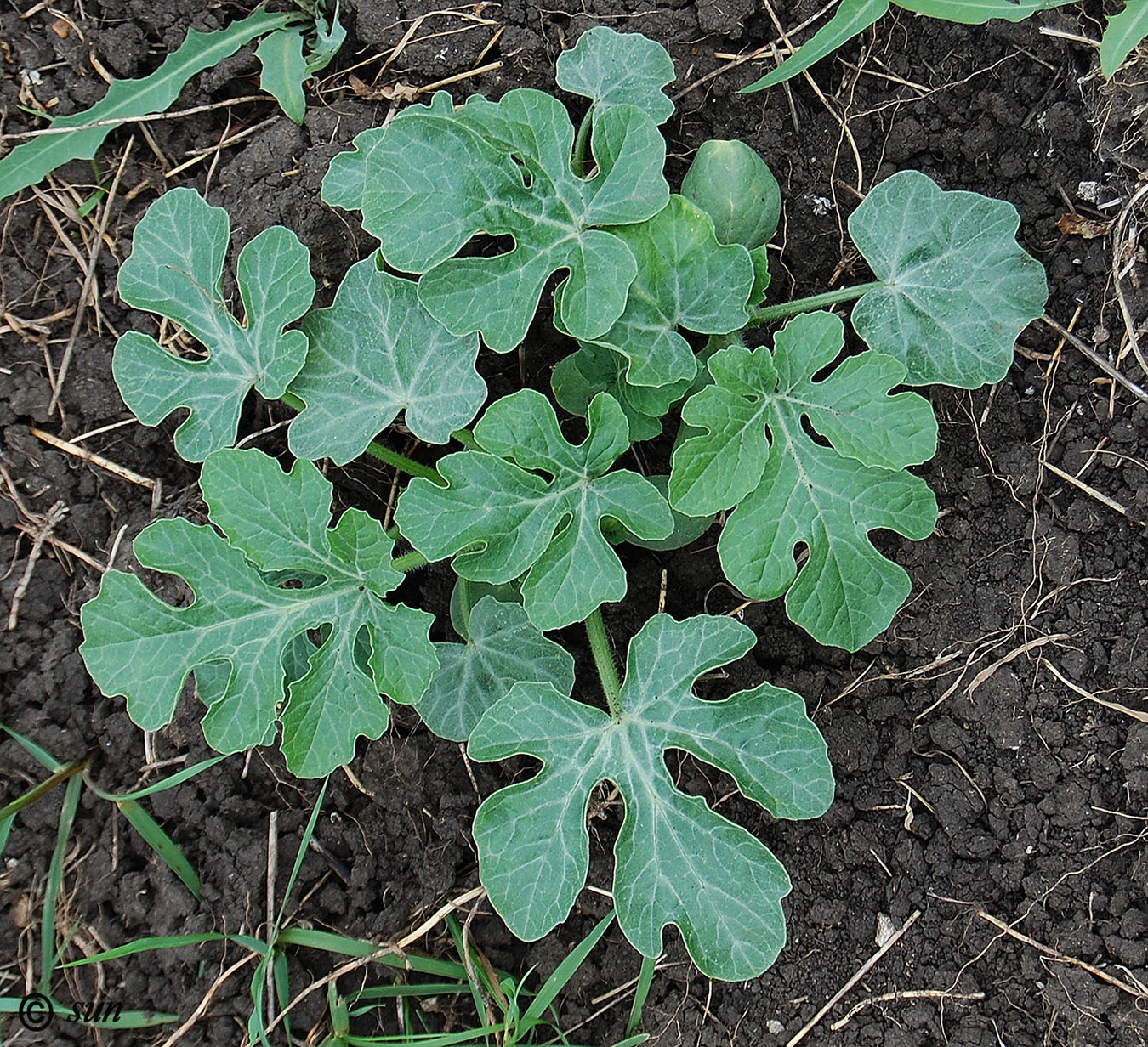 Image of Citrullus lanatus specimen.