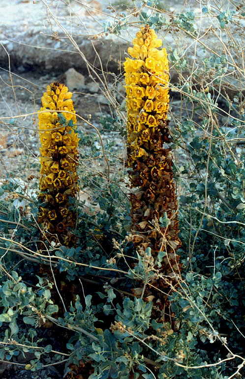 Image of Cistanche tubulosa specimen.