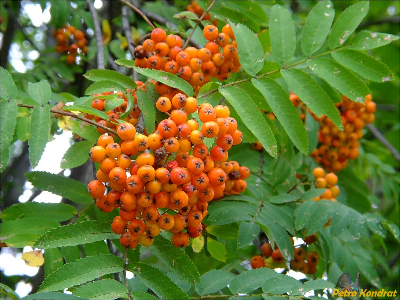 Image of Sorbus aucuparia specimen.