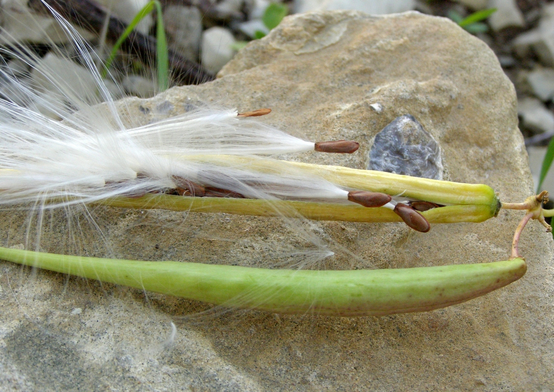 Image of Cynanchum acutum specimen.