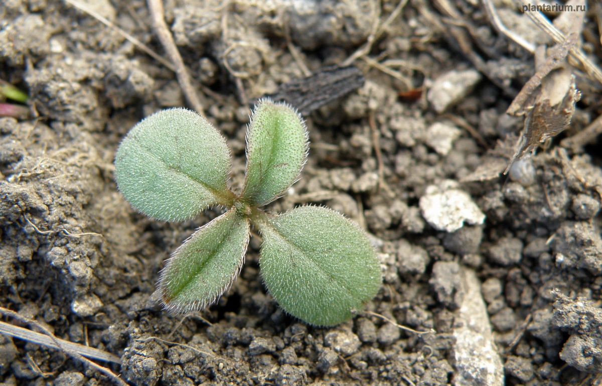 Image of Buglossoides arvensis specimen.