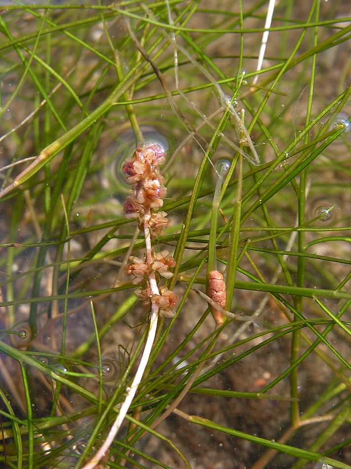 Image of Potamogeton pectinatus specimen.