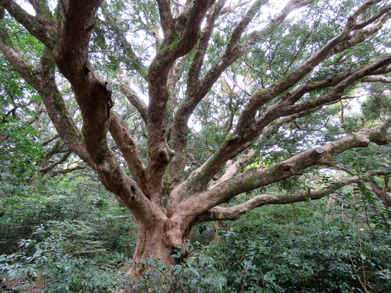 Image of Torreya nucifera specimen.