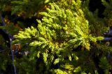 Juniperus sibirica. Ветвь стелющегося растения. Мурманская обл., окр. пос. Териберка, скальный массив. 02.07.2016.