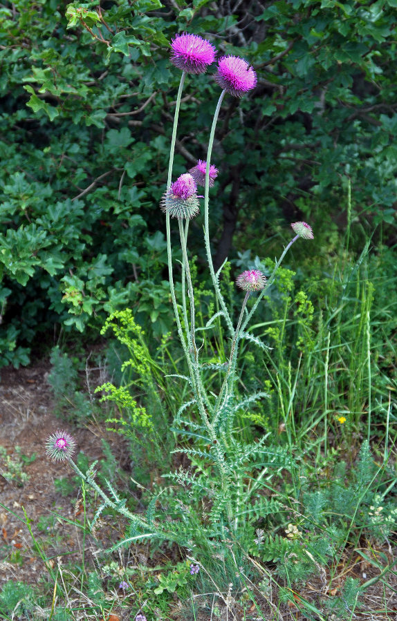 Image of Carduus uncinatus ssp. davisii specimen.