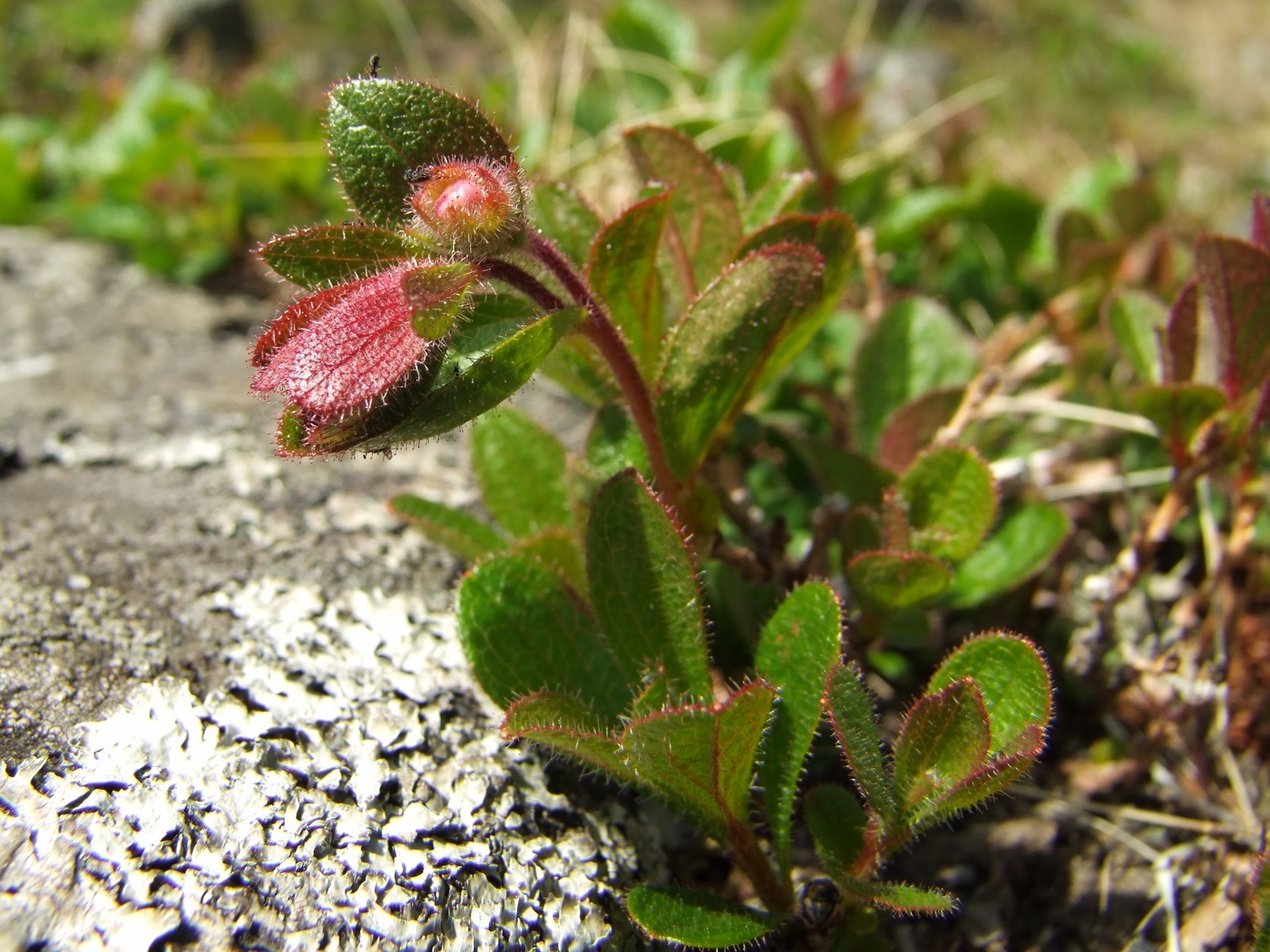 Image of Rhododendron camtschaticum specimen.